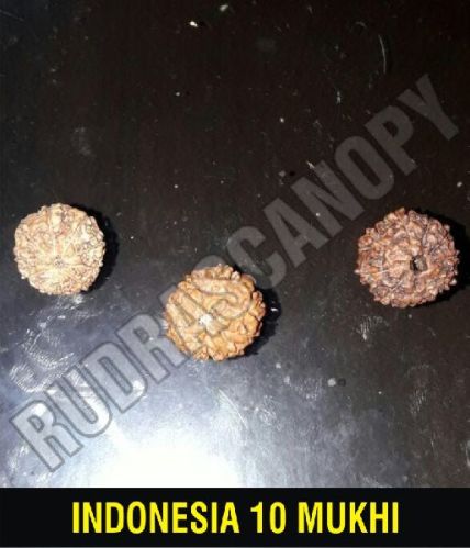 Rudrascanopy 10 Mukhi Indonesia Rudraksha, Size : 13.00 Mm Approx