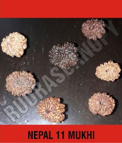 Brown Rudrascanopy Round 11 Mukhi Nepal Rudraksha, Certification : Online Certified