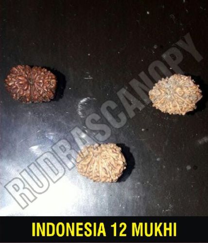 Rudrascanopy 12 Mukhi Indonesian Rudraksha, For All Round Name Fame, Certification : Online Certified