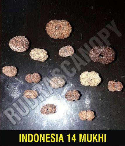 Rudrascanopy Brown 14 Mukhi Indonesia Rudraksha, For Religious, Gender : Female, Male