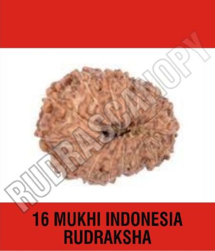 Rudrascanopy Brown Round 16 Mukhi Indonesia Rudraksha, Certification : Online Certified