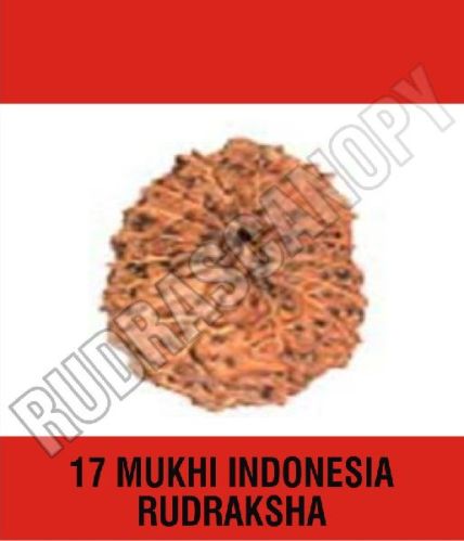 Rudrascanopy 17 Mukhi Indonesia Rudraksha