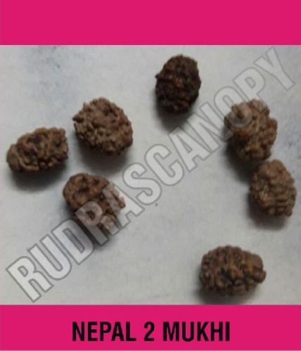2 Mukhi Nepal Rudraksha 17.00 Mm Approx, Brand Name : Rudrascanopy