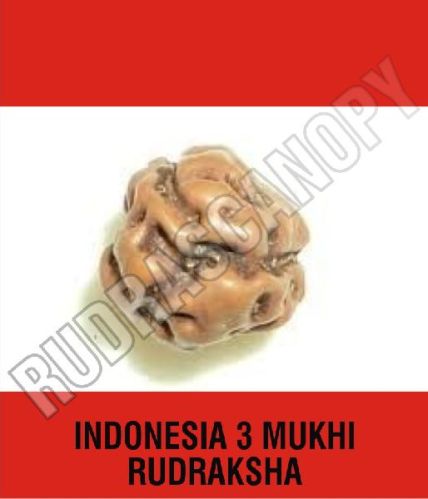 Brown Rudrascanopy Round 3 Mukhi Indonesian Rudraksha, Certification : Online Certified