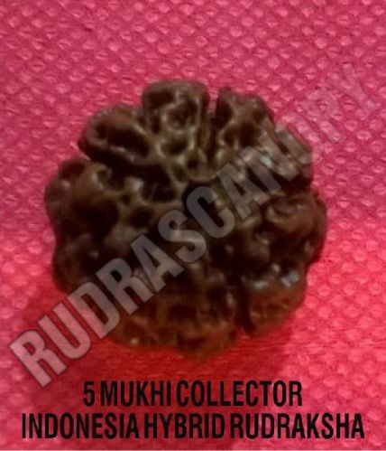 Round 5 Mukhi Rudraksha Papua New Guinea, Certification : Online Certified
