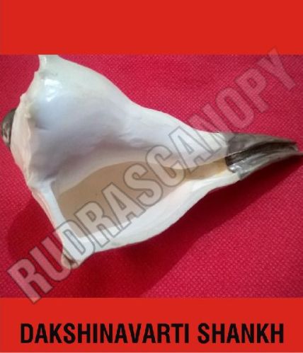 Rudrascanopy Polished Dakshinavarti Shankh, Purity : 100%
