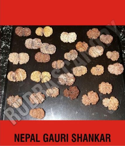 Rudrascanopy Gauri Shankar Nepal Rudraksha, Color : Brown