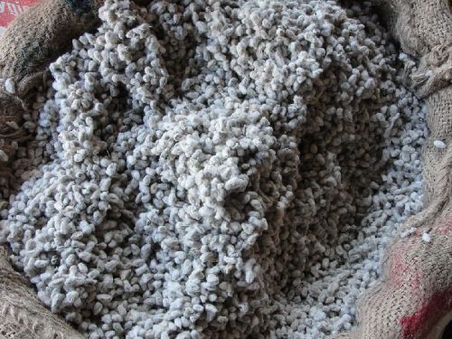 Raw Cotton Seed