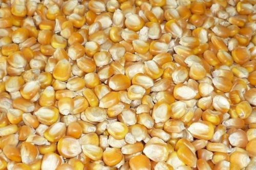 Yellow corn, Purity : 95%