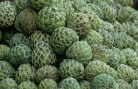 Organic Fresh Custard Apple, Packaging Type : Foam Net, Plastic Bag