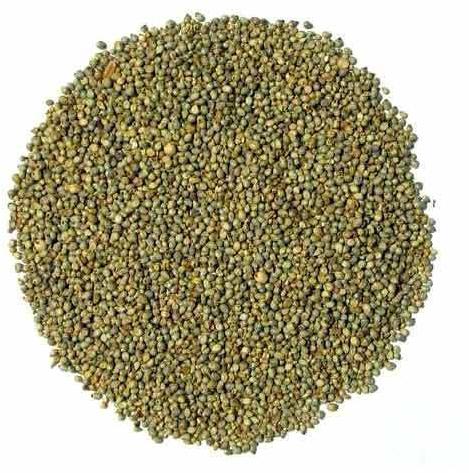 Hybrid Millet Seeds, For Cattle Feed, Packaging Type : Gunny Bag