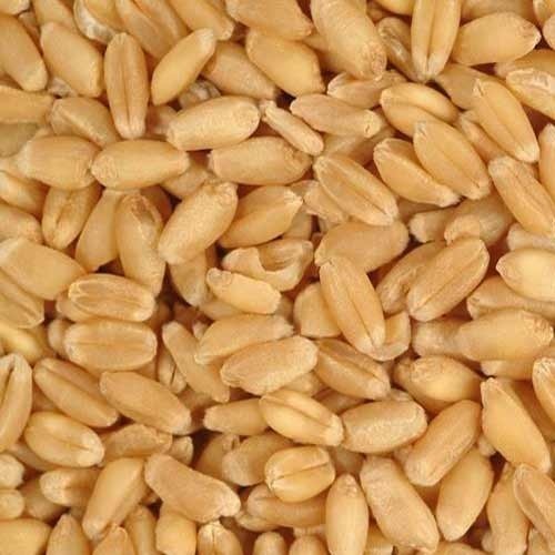 Organic Wheat Grain, For Bakery Products, Cookies, Packaging Type : Gunny Bag