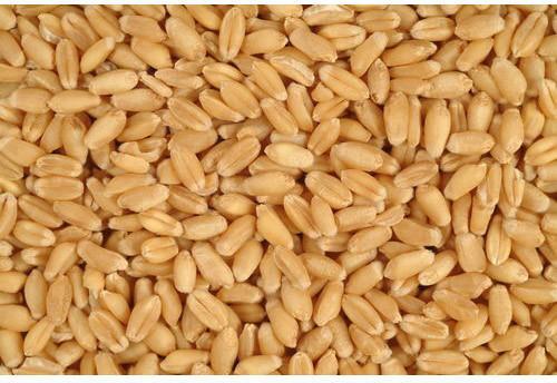 Common Whole Wheat Grain, For Bakery Products, Packaging Type : Gunny Bag