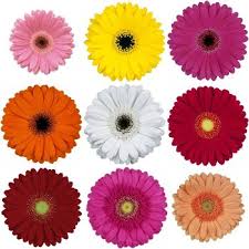 Fresh Gerbera Flower, Color : Natural