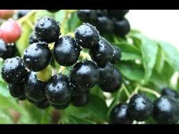 Fresh Blackberry