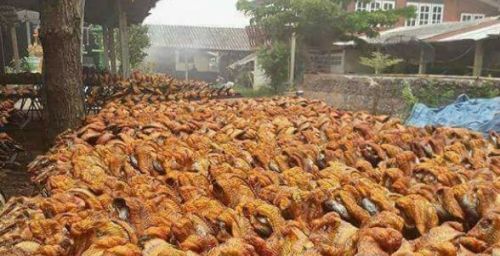 Dried Catfish, Packaging Type : brown