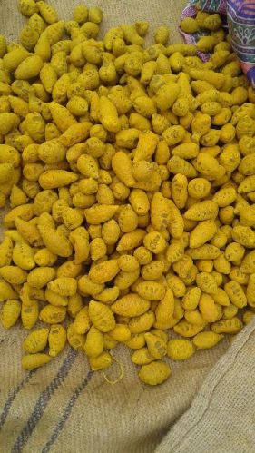 Turmeric Bulbs