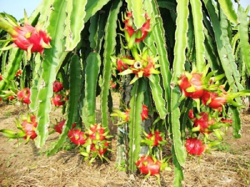 Dragon Fruit Plants