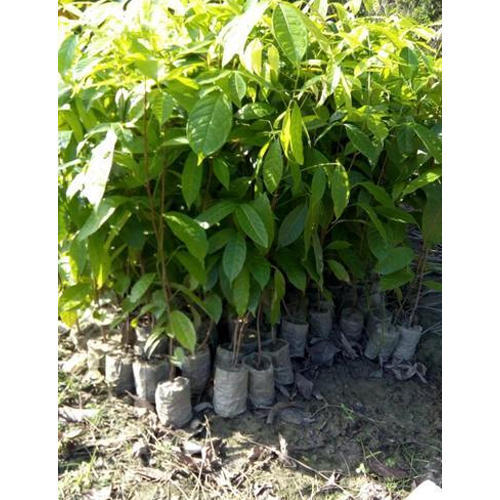 Mahogany Plants