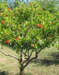 Pomegranate Plants