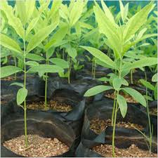 Sandalwood Plants