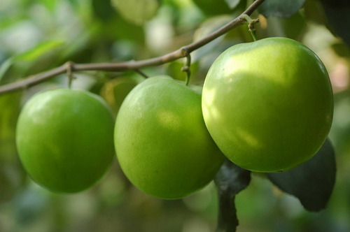 Thai Apple Plum