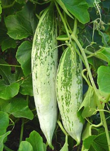 Natural Snake Gourd, For Pesticide Free, High Nutritive Value, Packaging Type : Plastic Packet