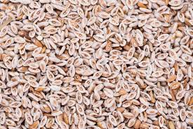 Psyllium husk, Application : Dietary Supplement