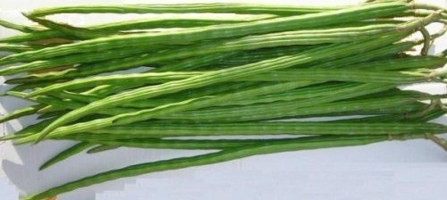 Organic Fresh Drumsticks, Color : Green