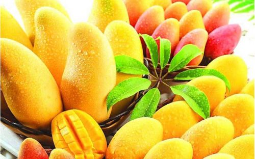 Fresh Mango,fresh Mango