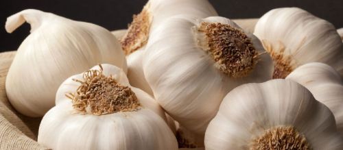 Garlic