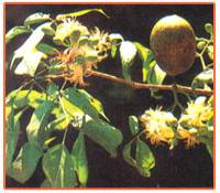 Aegle Marmelos Plant