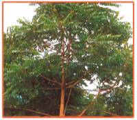 Ailanthus Excelsa Plant