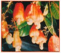 Anacardium Occidentale Plant