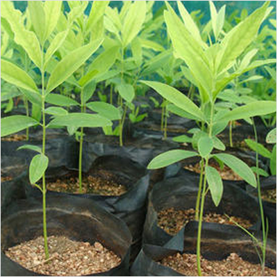 White Sandalwood Plant