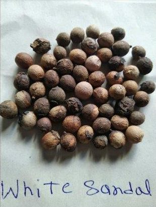 White Sandalwood Seeds