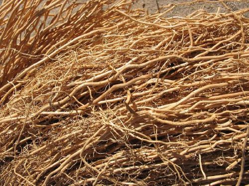 Vetiver Roots