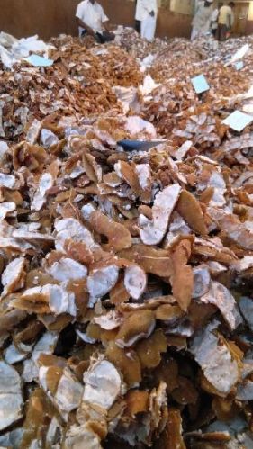 Seedless Tamarind,seedless Tamarind