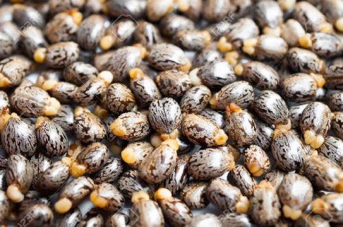 Organic Castor Seeds, Color : Natural