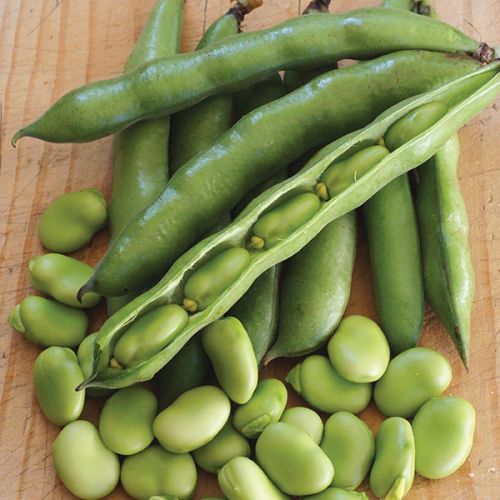 Common Fresh Green Beans, Packaging Type : Baskets