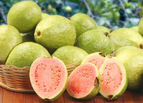 Organic Fresh Guava, Packaging Type : Wooden Box