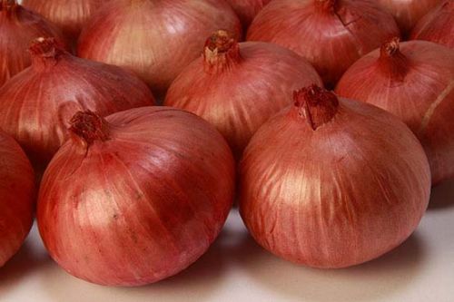 Organic Fresh Onion, Packaging Type : Bag