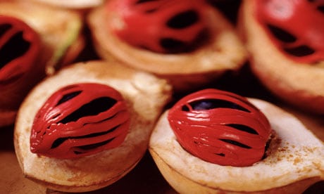 Nutmeg, Color : Brown