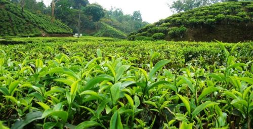 Tea Plant