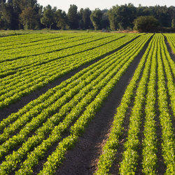 Contract Farming Services