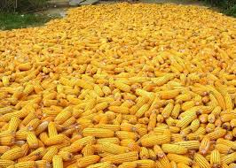 Non GMO Yellow Maize/corn / Dry Yellow Maize