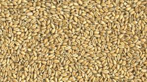 Soft Wheat Grain, Certification : SGS