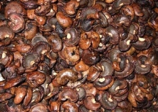 Cashew nuts, or Human Consumption