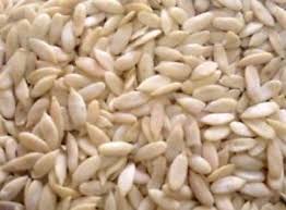 Magaj Seed