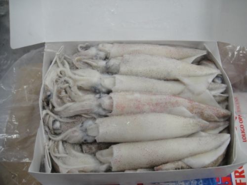 Frozen Whole Loligo Squid